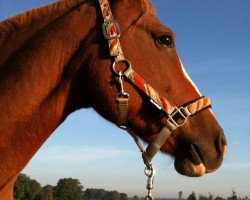 broodmare Isidora 2 (unknown, 1999)