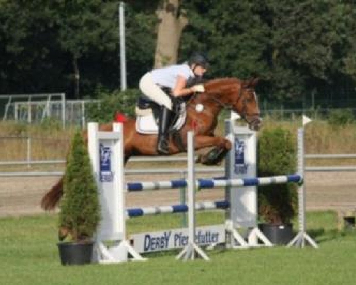Zuchtstute Mynelly (Deutsches Reitpony, 2005, von Parade)