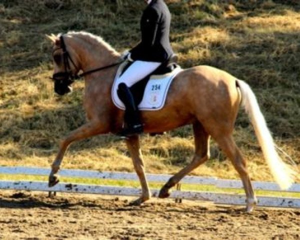 stallion Golden Donner (German Riding Pony, 2010, from Donnerwetter)
