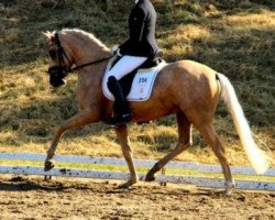 stallion Golden Donner (German Riding Pony, 2010, from Donnerwetter)
