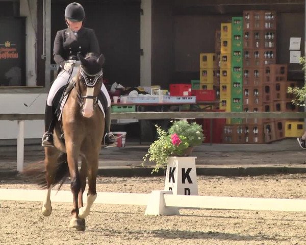 Reitturnier Waiblingen 2018