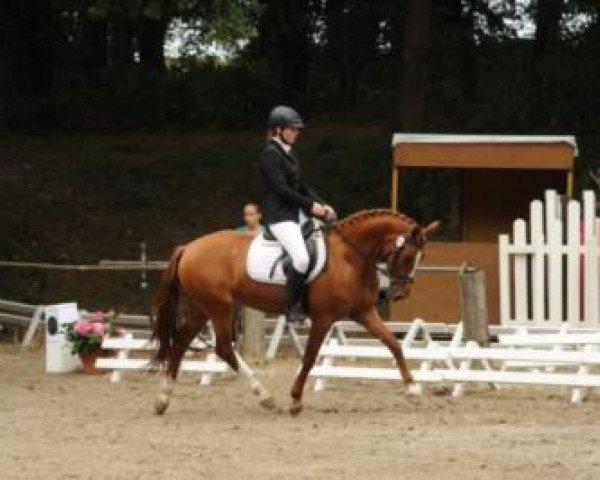 horse Glory and Joy L (German Riding Pony, 2008, from Geronimo B)