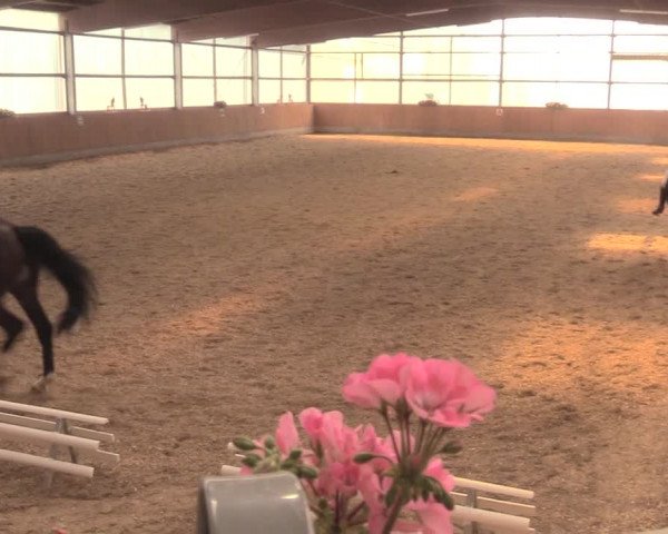 Reitturnier Herbern 2018