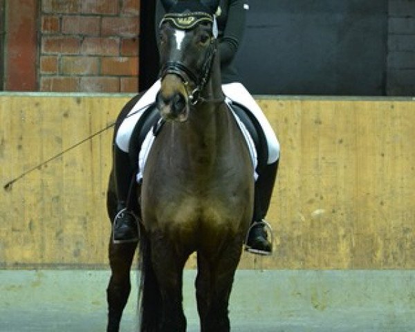 dressage horse Fabulo 2 (Brandenburg, 1992, from Frühlingsbote)
