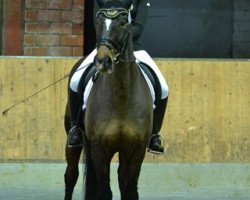 dressage horse Fabulo 2 (Brandenburg, 1992, from Frühlingsbote)