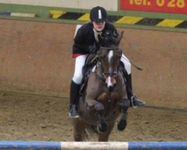 Springpferd Dindy (Deutsches Reitpony, 2002, von Doodoo)