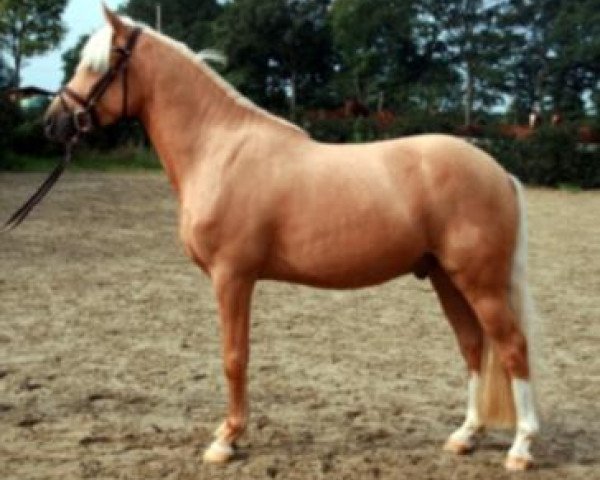 dressage horse Hesselteichs Lennox (German Riding Pony, 2010, from Lucky Strike) dressage horse Hesselteichs Lennox (German Riding Pony, 2010, from Lucky Strike)