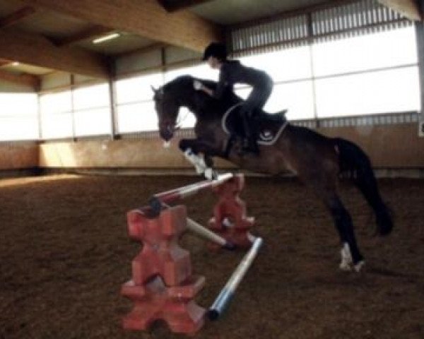 dressage horse Tuareg 16 (German Riding Pony, 2000, from Top Pepino)