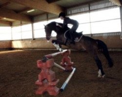 dressage horse Tuareg 16 (German Riding Pony, 2000, from Top Pepino)
