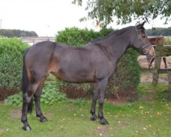 Springpferd Blanka (Deutsches Reitpony, 2001, von Bolero)