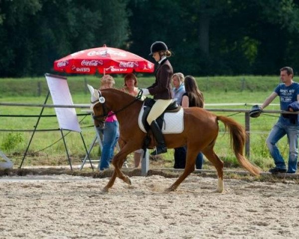 Zuchtstute Bellevue (Deutsches Reitpony, 2006, von Don't Worry Be Happy) Zuchtstute Bellevue (Deutsches Reitpony, 2006, von Don't Worry Be Happy)