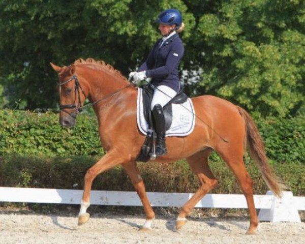 broodmare Cleopatra C (German Riding Pony, 2010, from FS Champion de Luxe) broodmare Cleopatra C (German Riding Pony, 2010, from FS Champion de Luxe)