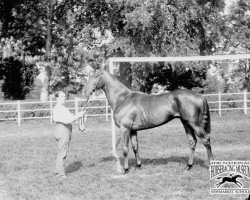 stallion Craganour xx (Thoroughbred, 1910, from Desmond xx)