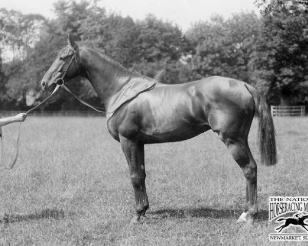 Pferd China Cock xx (Englisches Vollblut, 1900, von Santoi xx)