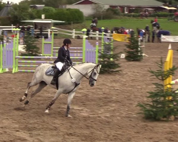 Reitturnier Looper Holz 2018