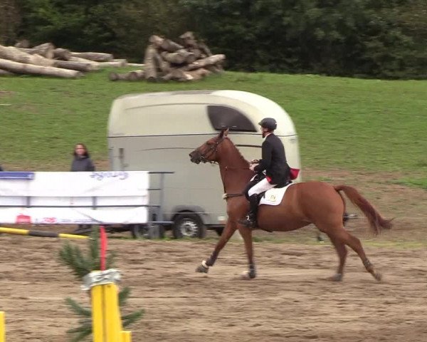 Reitturnier Looper Holz 2018