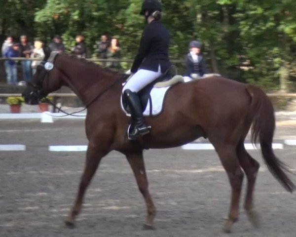 Reitturnier Würselen-Pley 2018