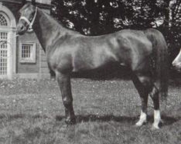broodmare Nashisha 1920 ox (Arabian purebred, 1920, from Rasim 1906 ox)