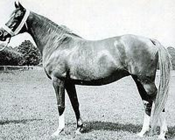 broodmare Sharima EAO (Arabian purebred, 1932, from Shareer 1923 ox)