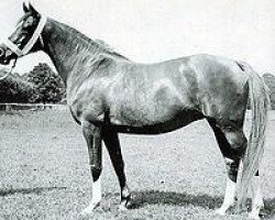 broodmare Sharima EAO (Arabian purebred, 1932, from Shareer 1923 ox)