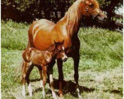 broodmare Serafina ox (Arabian purebred, 1945, from Indian Gold ox)