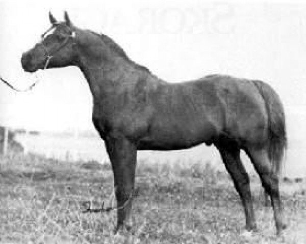 stallion Nafix ox (Arabian purebred, 1956, from Serafix ox)