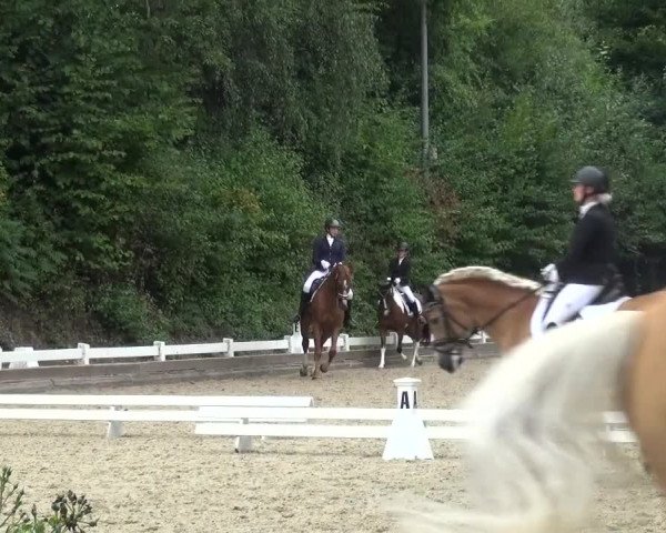 Reitturnier Mettmann - Reitanlage Löckenhoff 2018