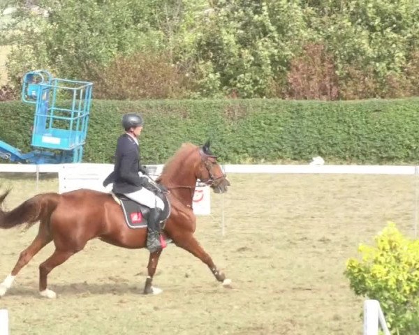 Reitturnier Nußdorf 2018