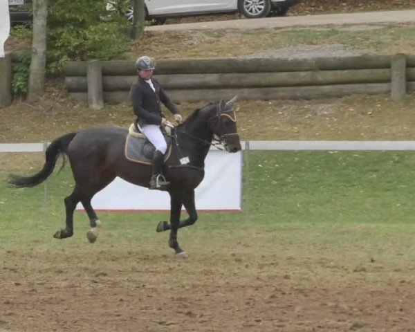 Reitturnier Nußdorf 2018