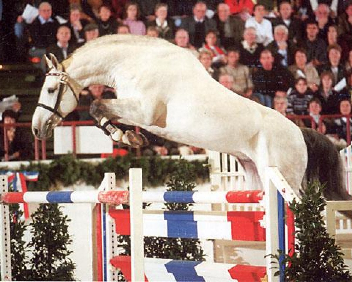 stallion Cassini II (Holsteiner, 1994, from Capitol I)