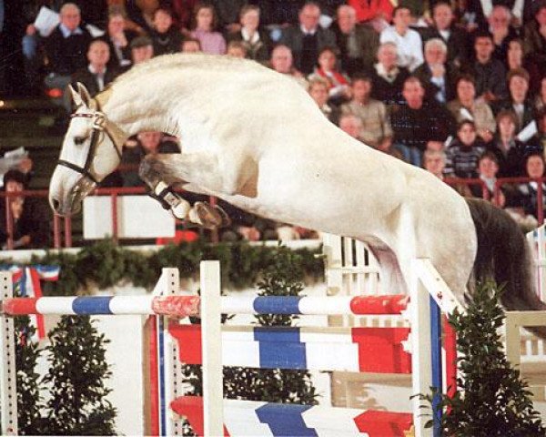 stallion Cassini II (Holsteiner, 1994, from Capitol I)