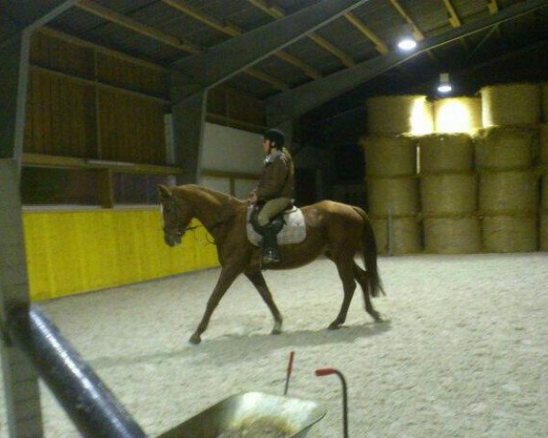 broodmare Lora (Mecklenburg, 2000, from Lord Kemm)