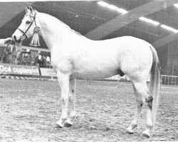 stallion Nadeem ox (Arabian purebred, 1966, from Naplyv 1958 ox)