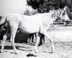 broodmare Shahbaa RAS (Arabian purebred, 1951, from Hamdan 1936 RAS)
