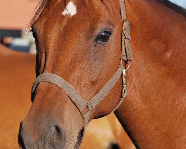 broodmare Landbrise (Hanoverian, 1999, from Landfürst)