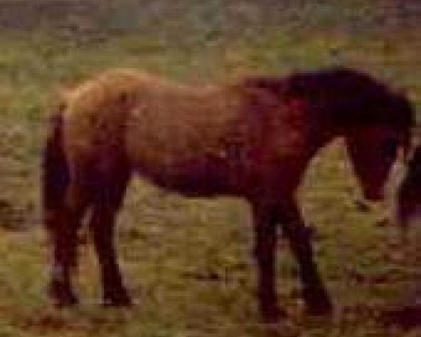 stallion Yellow Jacket (American Bashkir Curly Horses, 1982, from Holbrook Horse) stallion Yellow Jacket (American Bashkir Curly Horses, 1982, from Holbrook Horse)