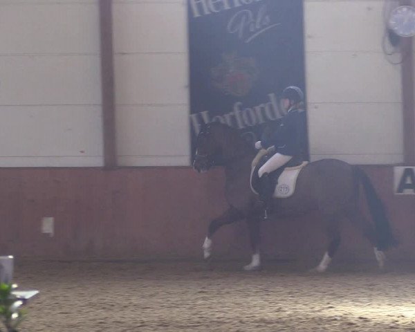 Reitturnier Bad Salzuflen 2018
