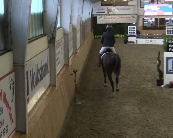 Reitturnier Vreden 2019