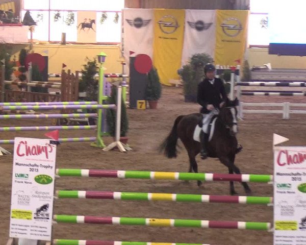 Reitturnier Looper Holz 2019