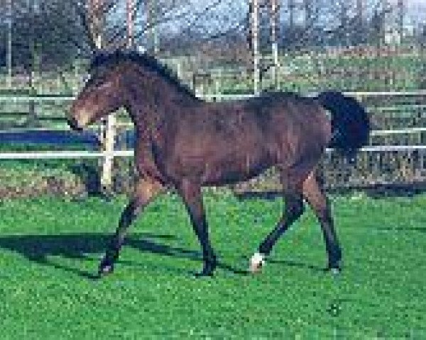 Zuchtstute Bad Brand's Best (American Bashkir Curly Horses, 1994, von The Yellow Hornet) Zuchtstute Bad Brand's Best (American Bashkir Curly Horses, 1994, von The Yellow Hornet)