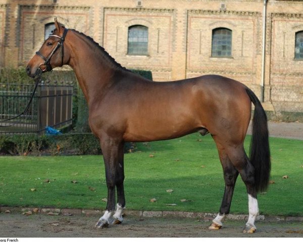 Deckhengst Concilio (Westfale, 2011, von Cornado NRW)
