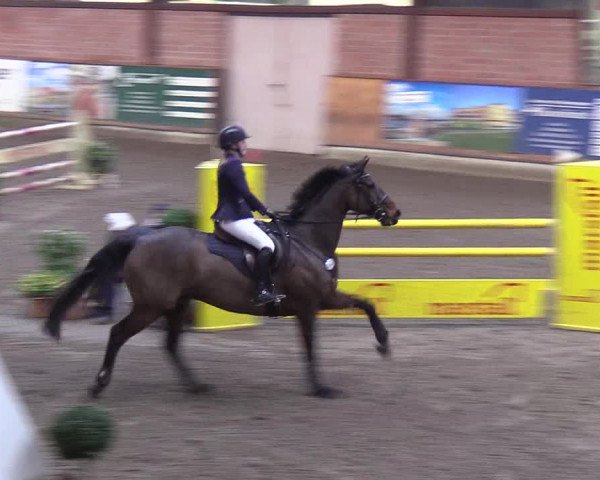 Reitturnier Hamburg-Friedrichshulde/Sylva Kuhrt 2019
