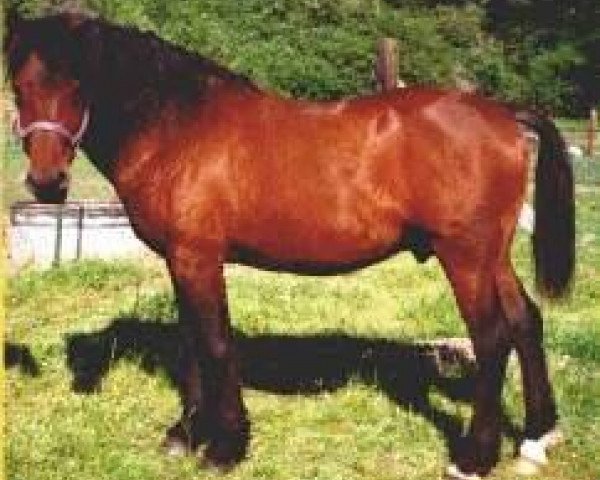 stallion Dry Creek Twister (American Bashkir Curly Horses, 1983, from Peacock D) stallion Dry Creek Twister (American Bashkir Curly Horses, 1983, from Peacock D)