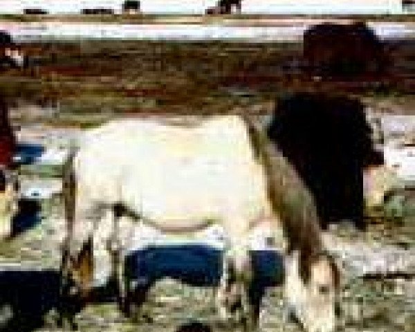 broodmare Old Grey Mare D (American Bashkir Curly Horses, 1978, from Nevada Red ox) broodmare Old Grey Mare D (American Bashkir Curly Horses, 1978, from Nevada Red ox)