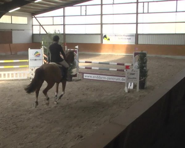 Reitturnier Viernheim 2019