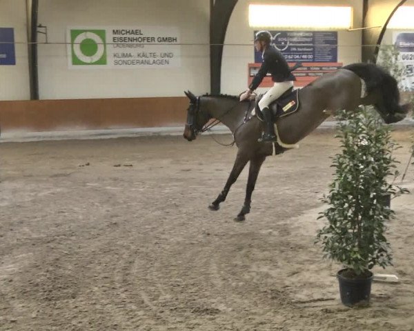Reitturnier Viernheim 2019