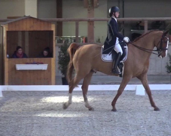 Reitturnier Heidelberg-Kirchheim 2019