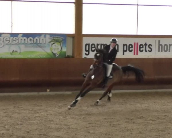 Reitturnier Dettingen 2019
