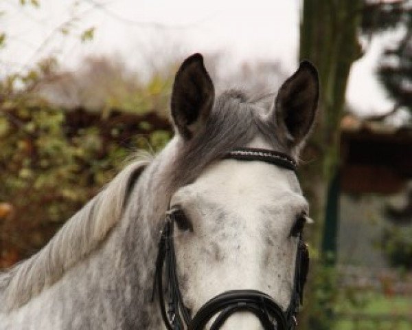 Springpferd Shandor 86 (Westfale, 2006, von Stakkato Gold)