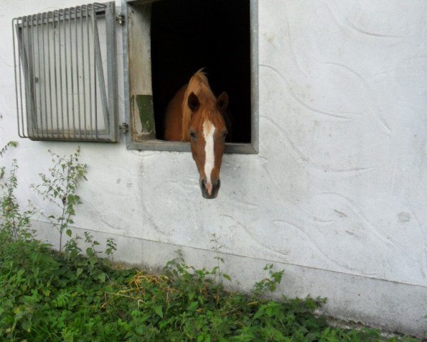 broodmare Garnett (German Riding Pony, 1997, from Going East)